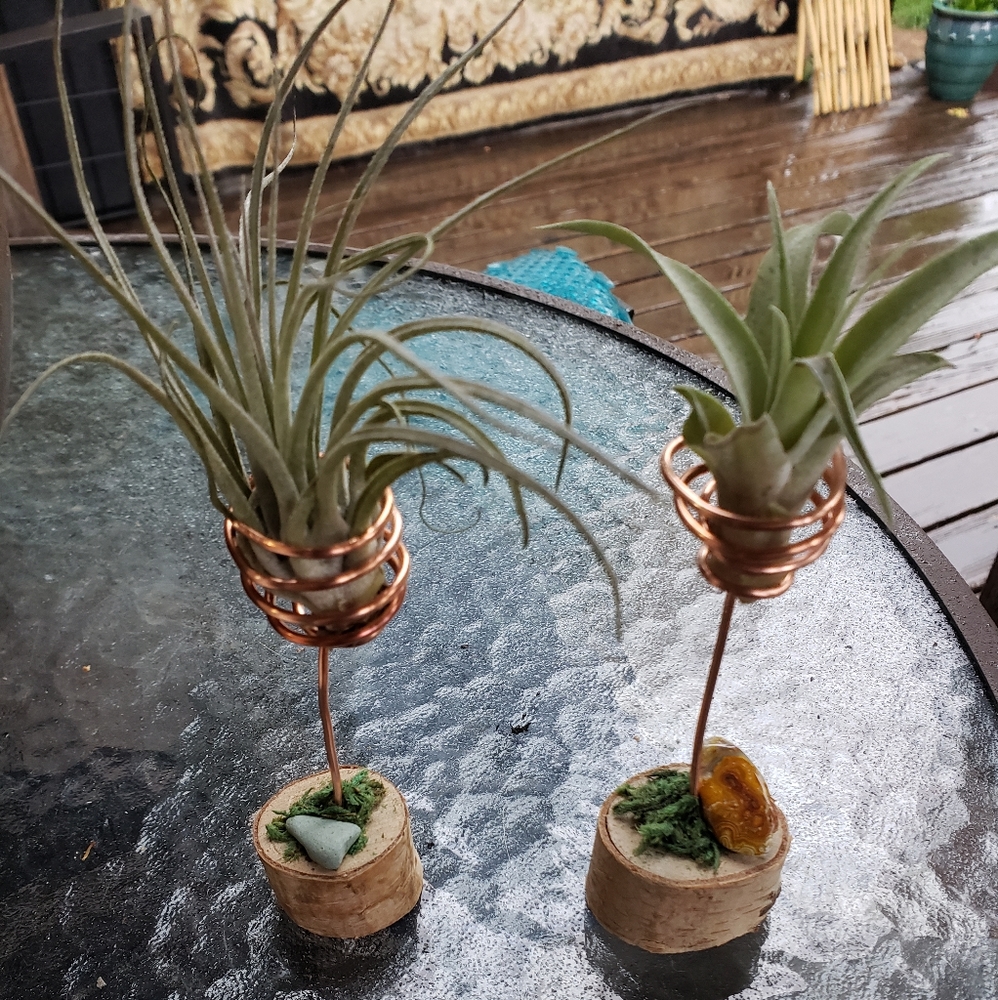 2 living air plants